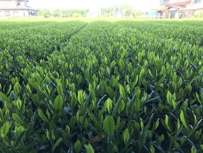 S116 【境町産さしま茶100％】 緑茶ティーバッグ 90個