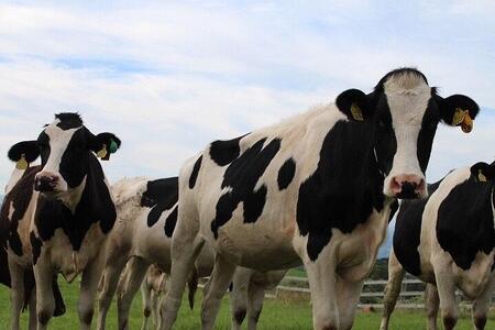 北海道八雲百花はちみつ390g(130g×3本) |はちみつ