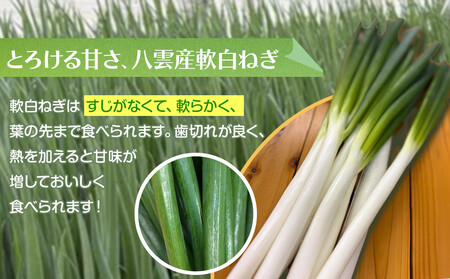 【先行予約】八雲産軟白ねぎ1kg+寒ちぢみほうれん草800gセット(2025年12月中旬以降発送開始予定) | ねぎ
