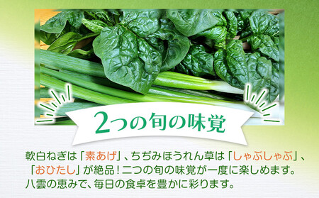 【先行予約】八雲産軟白ねぎ1kg+寒ちぢみほうれん草800gセット(2025年12月中旬以降発送開始予定) | ねぎ