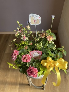 Kanonのおまかせ季節の寄せ植え