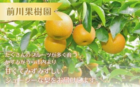 【2026年先行予約】 梨 幸水 5kg （茨城県共通返礼品・かすみがうら市産） ／ 梨 なし 果物 フルーツ 先行予約 幸水 5kg