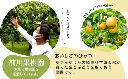 【2026年先行予約】 梨 幸水 5kg （茨城県共通返礼品・かすみがうら市産） ／ 梨 なし 果物 フルーツ 先行予約 幸水 5kg
