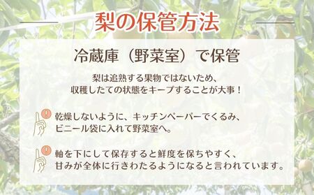 【2026年先行予約】 梨 幸水 5kg （茨城県共通返礼品・かすみがうら市産） ／ 梨 なし 果物 フルーツ 先行予約 幸水 5kg