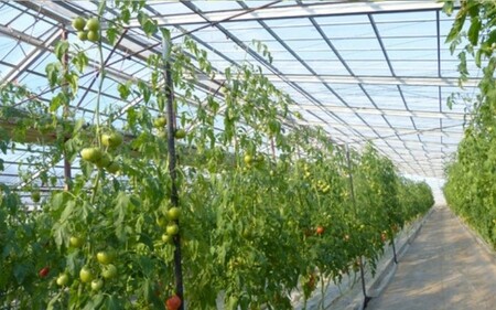 【2026年2月以降発送】キストマト約2kg　1箱(12個～25個入)×2（茨城県共通返礼品／行方市産） ／ キストマト トマト フルーツトマト 野菜