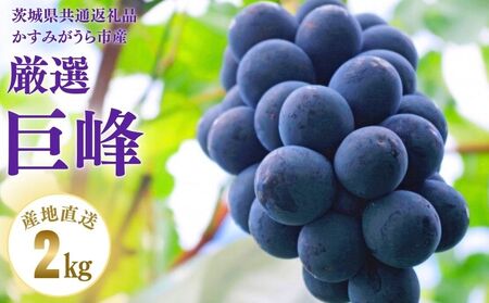 【2026年先行予約】 巨峰 2kg (茨城県共通返礼品・かすみがうら市産) / 巨峰 きょほう キョホウ 葡萄 ぶどう ブドウ フルーツ 果物 2kg