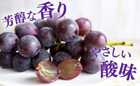【2026年先行予約】 巨峰 2kg (茨城県共通返礼品・かすみがうら市産) / 巨峰 きょほう キョホウ 葡萄 ぶどう ブドウ フルーツ 果物 2kg