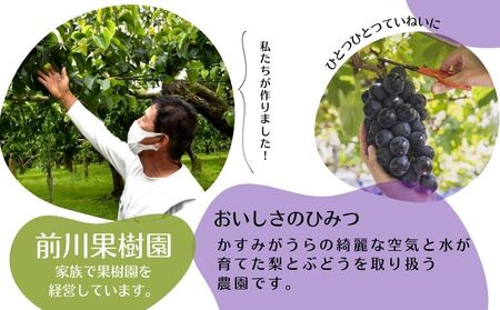 【2026年先行予約】 巨峰 2kg (茨城県共通返礼品・かすみがうら市産) / 巨峰 きょほう キョホウ 葡萄 ぶどう ブドウ フルーツ 果物 2kg