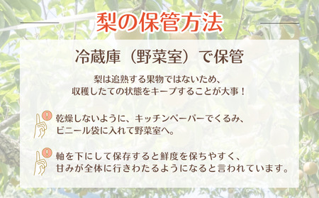 《訳あり》幸水　5kg（茨城県共通返礼品・かすみがうら市産） ／ 幸水 梨 なし ナシ 果物 くだもの フルーツ 訳あり 訳アリ 規格外 家庭用 5kg 産地直送 産直 茨城県 利根町