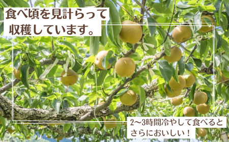 《訳あり》豊水　5kg（茨城県共通返礼品・かすみがうら市産） ／ 豊水 梨 なし ナシ 果物 くだもの フルーツ 訳あり 訳アリ 規格外 家庭用 5kg 産地直送 産直 茨城県 利根町