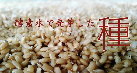 【3ヵ月定期便】＼令和5年産／和の米「酵素米」プレミアム　精米5kg×3回