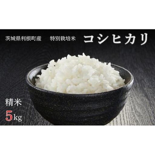 利根町産【特別栽培米】コシヒカリ　精米5kg ／ お米 コメ こめ ごはん コシヒカリ 白米 精米 5kg 特別栽培 令和7年産 新米 茨城県 利根町