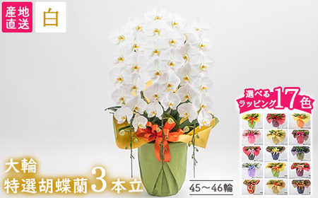 【栃木県宇都宮産】特選胡蝶蘭（大輪）白　3本立 45～46輪クラス ※離島への配送不可