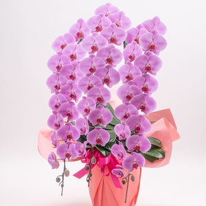 【栃木県宇都宮産】特選胡蝶蘭(大輪)ピンク 3本立 45~46輪クラス ※離島への配送不可