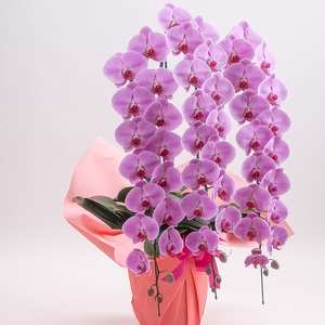 【栃木県宇都宮産】特選胡蝶蘭(大輪)ピンク 3本立 45~46輪クラス ※離島への配送不可