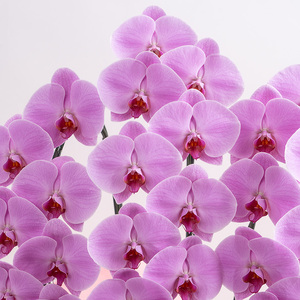 【栃木県宇都宮産】特選胡蝶蘭(大輪)ピンク 3本立 45~46輪クラス ※離島への配送不可