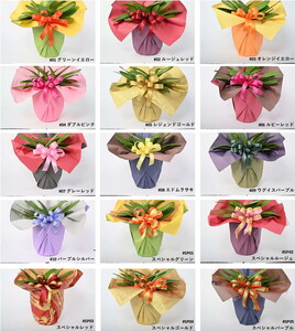 【栃木県宇都宮産】特選胡蝶蘭(大輪)ピンク 3本立 45~46輪クラス ※離島への配送不可