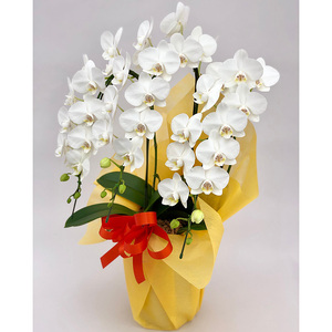 【栃木県宇都宮産】胡蝶蘭（小輪）ソゴーマンタ　3本立 ※離島への配送不可