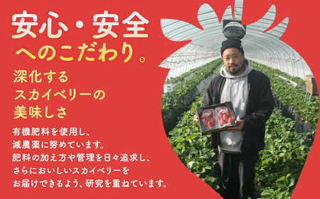 高級いちご 完熟スカイベリー2パック 600g アフター対応あり いちご