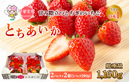 【先行予約】とちあいか 2箱 1.16kg（1箱(2パック入)×2)  いちご アフター対応あり いちご
