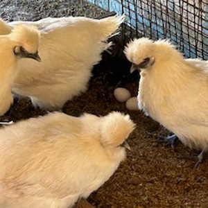 烏骨鶏　濃厚な黄身！爽やかな白身が自慢！【烏骨鶏輝翔卵】40玉 ◇ ※離島への配送不可