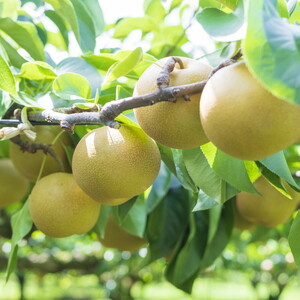 \12月末まで 寄附額改定/【選べる】梨 特選 5kg 標準箱 幸水 豊水 秋月 甘太 にっこり| 栃木県産 果物 フルーツ ※離島への配送不可