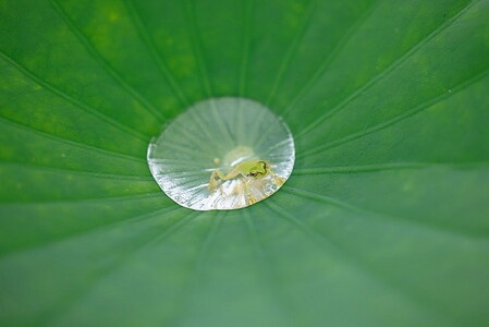 Canon キヤノン 大口径・望遠ズームカメラレンズ RF70-200mm F2.8 L IS USM | キヤノン Canon 一眼 カメラ