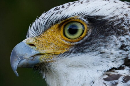 Canon キヤノン 望遠カメラレンズ RF1200mm F8 L IS USM | キヤノン Canon 一眼 カメラ レンズ