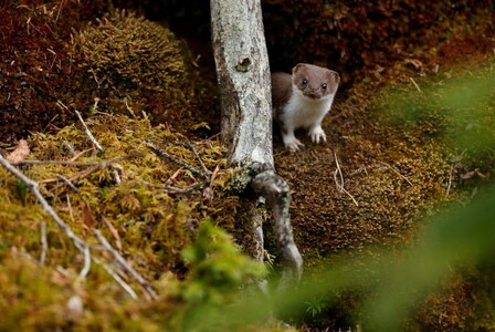 Canon キヤノン 大口径・望遠カメラズームレンズ RF100-300mm F2.8 L IS USM | キヤノン Canon カメラ レンズ