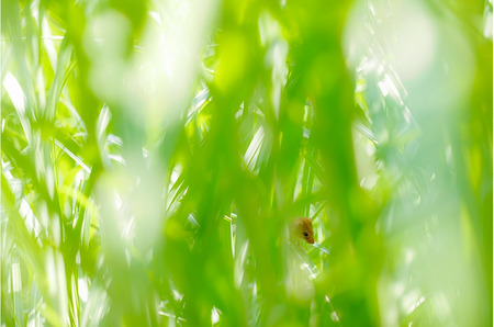 Canon キヤノン 中望遠マクロカメラレンズ EF100mm F2.8Lマクロ IS USM | キヤノン Canon カメラ レンズ