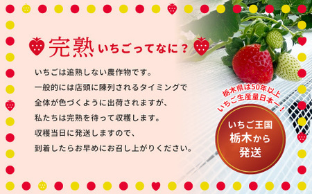 阿部梨園の完熟とちあいか（ふぞろい）  ※離島への配送不可 ※2025年12月上旬～2026年5月中旬頃に順次発送予定