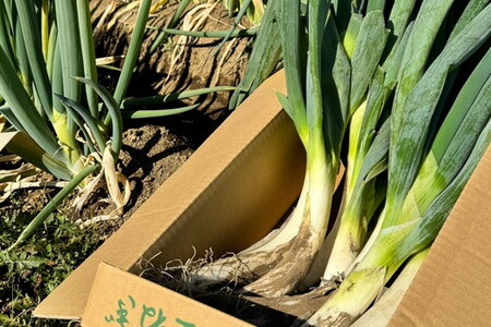 【GI産品】『新里ねぎ』 GIマーク取得のブランド伝統野菜 土付き 3kg