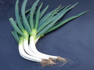 【GI産品】『新里ねぎ』 GIマーク取得のブランド伝統野菜 土付き 3kg