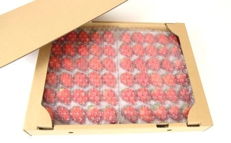 【先行予約】【産地直送】JBファームのなつおとめ(約600g) | 栃木県宇都宮市 いちご イチゴ 苺 なつおとめ ※2025年6月上旬~2026年1月下旬頃に順次発送予定