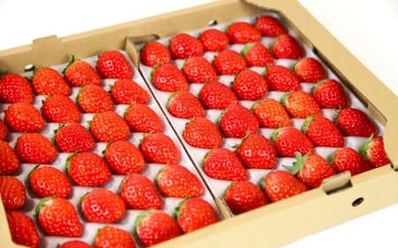 【先行予約】【産地直送】JBファームのなつおとめ（約1200g） ｜ 栃木県宇都宮市 いちご イチゴ 苺 なつおとめ ※2025年6月上旬～2026年1月下旬頃に順次発送予定