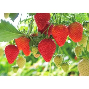 「大谷夏いちご」のジャム&フリーズドライセット (ジャム2本フリーズドライ1本)