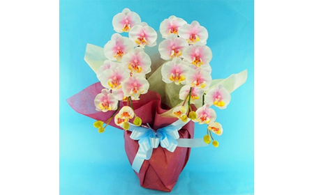 光触媒 胡蝶蘭S 2本立ち/絞りピンク