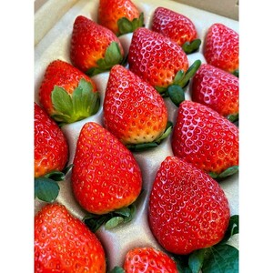 ＼12月末まで 寄附額改定／【先行予約】とちあいか 約380g～420g×2パック | いちご イチゴ 苺 栃木 とちあいか 新種 甘い 糖度 ハート型 フルーツ 果物 スイーツ いちごジャム ギフト 産地直送 ※離島への配送不可 ※2026年1月中旬～3月下旬頃に順次発送予定