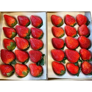 ＼12月末まで 寄附額改定／【先行予約】とちあいか 約380g～420g×4パック | いちご イチゴ 苺 栃木 とちあいか 新種 甘い 糖度 ハート型 フルーツ 果物 スイーツ いちごジャム ギフト 産地直送 ※離島への配送不可 ※2026年1月中旬～3月下旬頃に順次発送予定