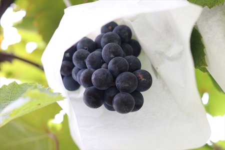 ココのジュース3＋3セット【 ジュース 栃木県 足利市 】 F7Z-013