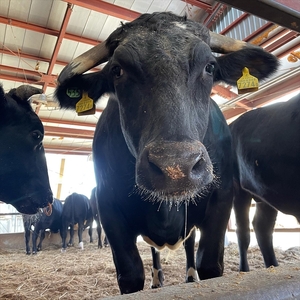 農場直送！足利マール牛　しゃぶしゃぶ6ヶ月定期便 F7Z-263