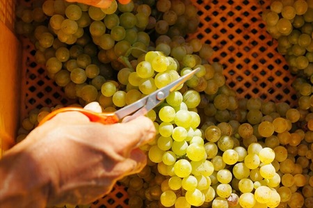 ココワイン/ハーフ3本セット【 ワイン お酒 栃木県 足利市 】 F7Z-019