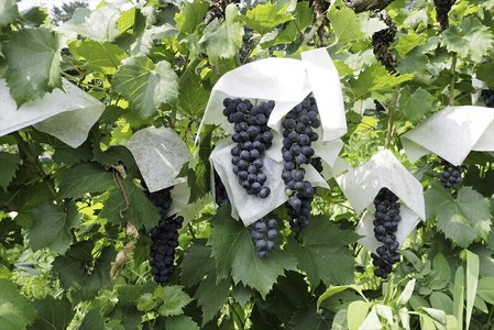 ココワイン/ワイン3本セット【 ワイン お酒 栃木県 足利市 】 F7Z-023