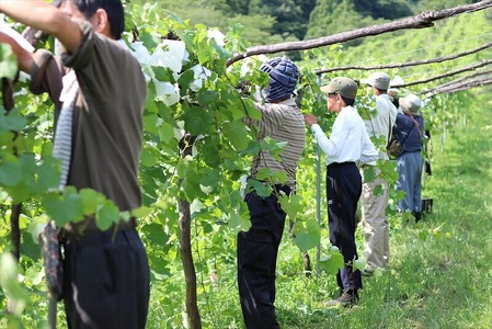 ココワイン/ワイン3本セット【 ワイン お酒 栃木県 足利市 】 F7Z-023