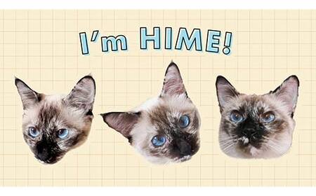 【Toshi Ishii】日本を代表するブリューマスターが造る「ORIHIME」 French Saison 355ml×8缶 【 クラフトビール お酒 栃木県 足利市 】 F7Z-1439