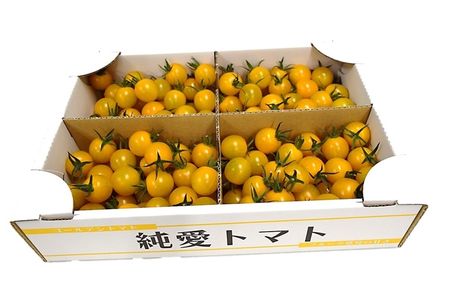 【先行予約】栃木県足利産のこだわりミニトマト甘さいっぱい「純愛トマト」2ｋｇ＜出荷開始：2024年3月1日～2024年6月20日＞