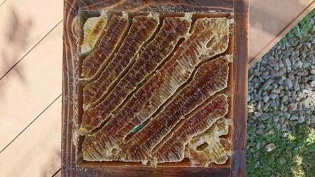 日本蜜蜂のハチミツ100％！はちみつ（逆さ容器300ｇ2本）  高級 自然食品 無添加 ニホンミツバチ