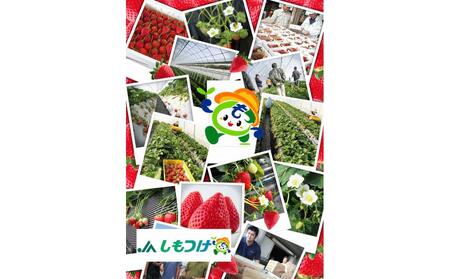 【2026年2月以降発送】JAしもつけ栃木市産とちあいか 260g×4パック【フルーツ 果物 くだもの 食品 人気 おすすめ 】
