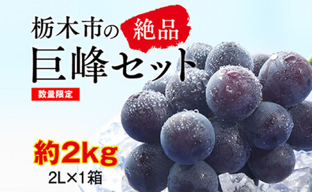 【2026年夏発送分先行受付 / 数量限定】栃木市の絶品「巨峰」セット 2L(約2kg)×1箱(2026年8月下旬~9月上旬発送予定)【フルーツ 果物 くだもの 食品 人気 おすすめ 】