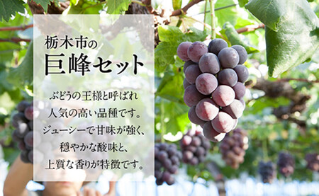 【2026年夏発送分先行受付 / 数量限定】栃木市の絶品「巨峰」セット 2L(約2kg)×1箱(2026年8月下旬~9月上旬発送予定)【フルーツ 果物 くだもの 食品 人気 おすすめ 】